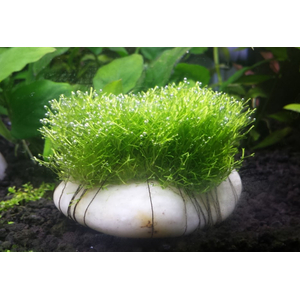 РИЧЧИЯ - Ricca fluitans