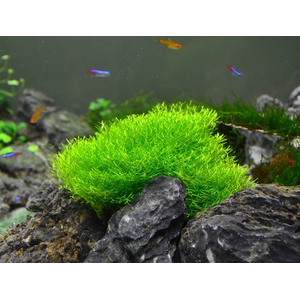 РИЧЧИЯ - Ricca fluitans