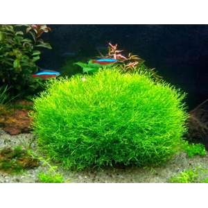 РИЧЧИЯ - Ricca fluitans