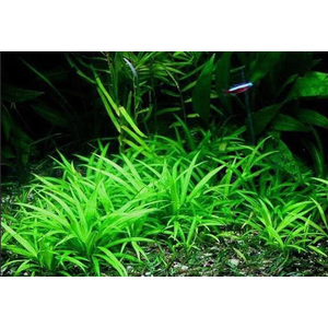 ЭХИНОДОРУС НЕЖНЫЙ - Echinodorus tenellus