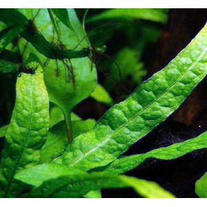 ПАПОРОТНИК КРЫЛОЛИСТНЫЙ