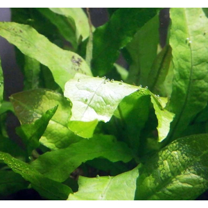 ПАПОРОТНИК КРЫЛОЛИСТНЫЙ