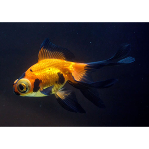 ТЕЛЕСКОП КРАСНО-ЧЕРНЫЙ