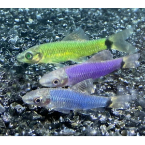 Водорослеед ГЛО САЛАТОВЫЙ 
Водорослеед ГЛО САЛАТОВЫЙ