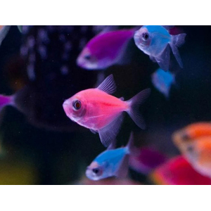 ТЕРНЕЦИЯ ГЛО РОЗОВАЯ