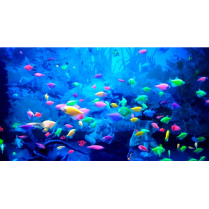 ТЕРНЕЦИЯ ГЛО РОЗОВАЯ