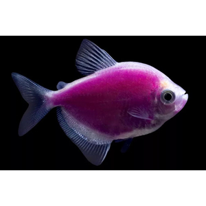 ТЕРНЕЦИЯ ГЛО ФИОЛЕТОВАЯ