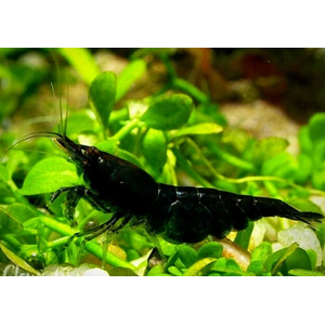 КРЕВЕТКА ЧЕРНАЯ САКУРА - Neocaridina var. Black Sakura
