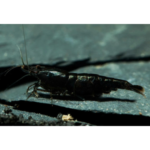 КРЕВЕТКА ЧЕРНАЯ САКУРА - Neocaridina var. Black Sakura