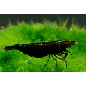 КРЕВЕТКА ЧЕРНАЯ САКУРА - Neocaridina var. Black Sakura