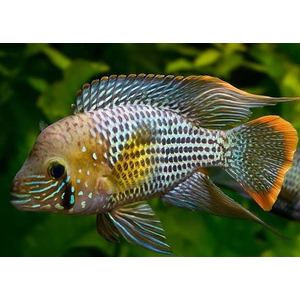 Акара бирюзовая (Andinoacara rivulatus) — рыба из семейства цихловых (цихлид). Обитает в основном в водах Южной Америки, Эквадора и Перу.