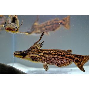 Trachelyopterus fisheri — пресноводный сом, также известен как сом-коряжка. Принадлежит к семейству Затылкоперые сомы (Auchenipteridae).Trachelyopterus fisheri — пресноводный сом, также известен как сом-коряжка. Принадлежит к семейству Затылкоперые сомы (Auchenipteridae).