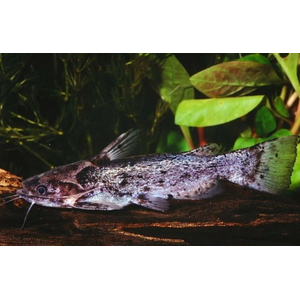 Trachelyopterus fisheri — пресноводный сом, также известен как сом-коряжка. Принадлежит к семейству Затылкоперые сомы (Auchenipteridae).