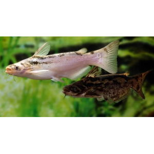 Trachelyopterus fisheri — пресноводный сом, также известен как сом-коряжка. Принадлежит к семейству Затылкоперые сомы (Auchenipteridae).