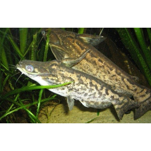 Trachelyopterus fisheri — пресноводный сом, также известен как сом-коряжка. Принадлежит к семейству Затылкоперые сомы (Auchenipteridae).Trachelyopterus fisheri — пресноводный сом, также известен как сом-коряжка. Принадлежит к семейству Затылкоперые сомы (Auchenipteridae).