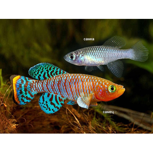 НОТОБРАНХИУС РАХОВА