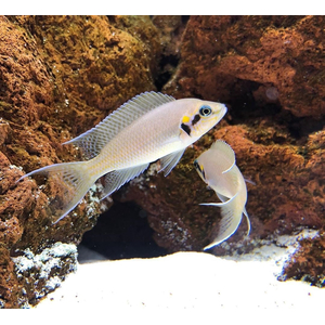 ПРИНЦЕССА БУРУНДИ - Neolamprologus brichardi