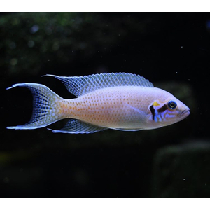 ПРИНЦЕССА БУРУНДИ - Neolamprologus brichardi