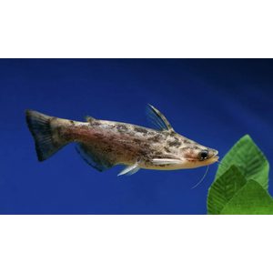 Trachelyopterus fisheri — пресноводный сом, также известен как сом-коряжка. Принадлежит к семейству Затылкоперые сомы (Auchenipteridae).