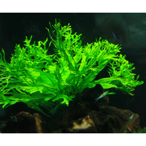 ПАПОРОТНИК ВИНДЕЛОВ