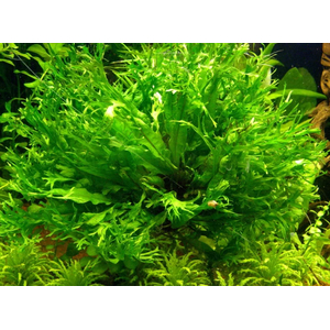 ПАПОРОТНИК ВИНДЕЛОВ