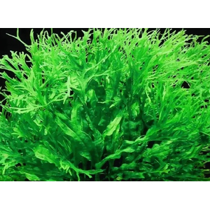 ПАПОРОТНИК ВИНДЕЛОВ