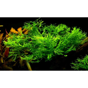 ПАПОРОТНИК ВИНДЕЛОВ