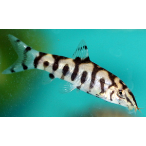 Боция мраморная (Botia lohachata) — аквариумная рыбка из семейства вьюновых. Также известна как боция лохаката, боция йо-йо.