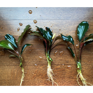 БУЦЕФАЛАНДРА ЗЕЛЕНАЯ БРОАД ЛИФ - Bucephalandra green broad leaf