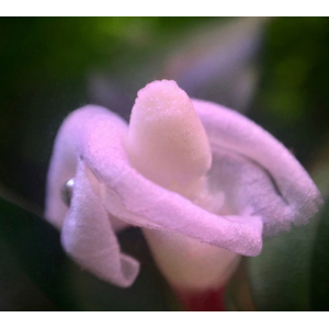 БУЦЕФАЛАНДРА ЗЕЛЕНАЯ БРОАД ЛИФ - Bucephalandra green broad leafБУЦЕФАЛАНДРА ЗЕЛЕНАЯ БРОАД ЛИФ - Bucephalandra green broad leaf