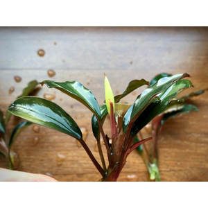 БУЦЕФАЛАНДРА ЗЕЛЕНАЯ БРОАД ЛИФ - Bucephalandra green broad leaf