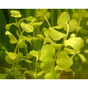 ДЕНЕЖНИК ЗОЛОТОЙ МОНЕТНИЦА