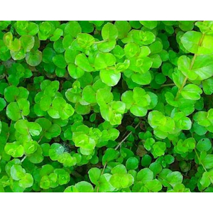 ДЕНЕЖНИК ЗОЛОТОЙ МОНЕТНИЦА