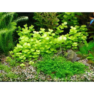 ДЕНЕЖНИК ЗОЛОТОЙ МОНЕТНИЦА