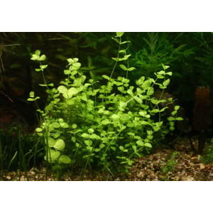 ДЕНЕЖНИК ЗОЛОТОЙ МОНЕТНИЦА