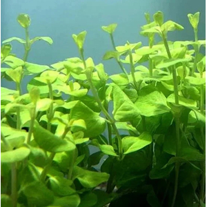 ДЕНЕЖНИК ЗОЛОТОЙ МОНЕТНИЦА