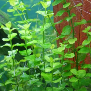 ДЕНЕЖНИК ЗОЛОТОЙ МОНЕТНИЦА