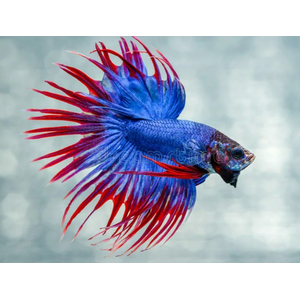 ПЕТУШОК КОРОНА