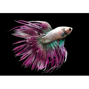 ПЕТУШОК КОРОНА