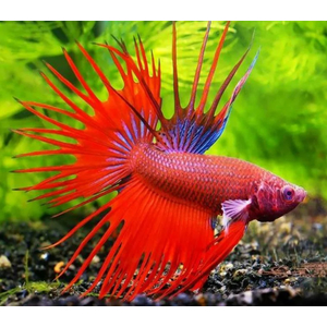 ПЕТУШОК КОРОНА