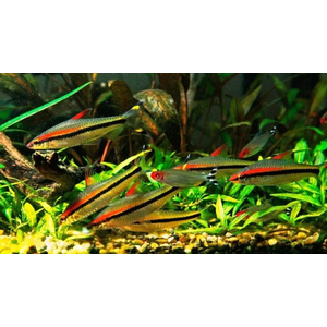 Барбус Денисони (Sahyadria denisonii) — вид пресноводных рыб семейства карповых. Назван в честь Уильяма Томаса Денисона (1804–1871), губернатора города Мадрас (Индия) с 1861 по 1866 год.