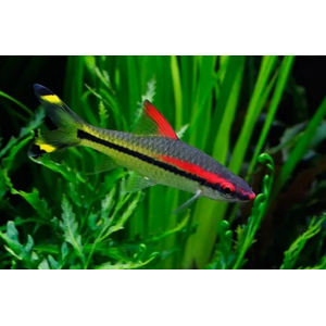 Барбус Денисони (Sahyadria denisonii) — вид пресноводных рыб семейства карповых. Назван в честь Уильяма Томаса Денисона (1804–1871), губернатора города Мадрас (Индия) с 1861 по 1866 год.