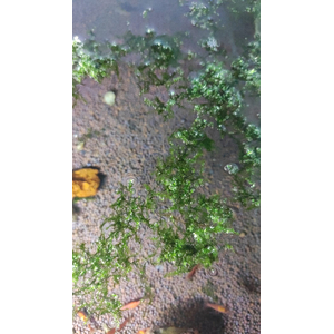 МОХ ПЛАВАЮЩИЙ