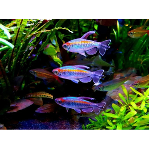 ТЕТРА КОНГО