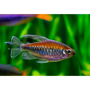 ТЕТРА КОНГО