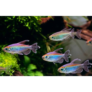 ТЕТРА КОНГО