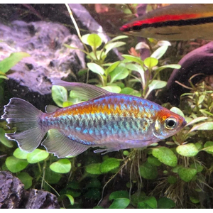 ТЕТРА КОНГО