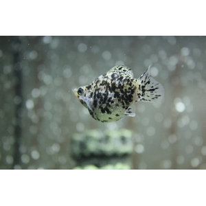 МОЛЛИНЕЗИЯ БАЛЛОН ДАЛМАТИН