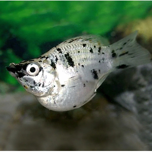 МОЛЛИНЕЗИЯ БАЛЛОН ДАЛМАТИН