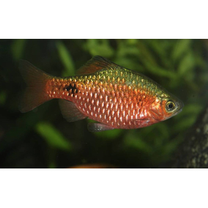 БАРБУС ЗОЛОТИСТЫЙ